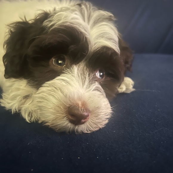 ⚓️Meet your posher, Amy ⚓️ - Picture 12 of 14